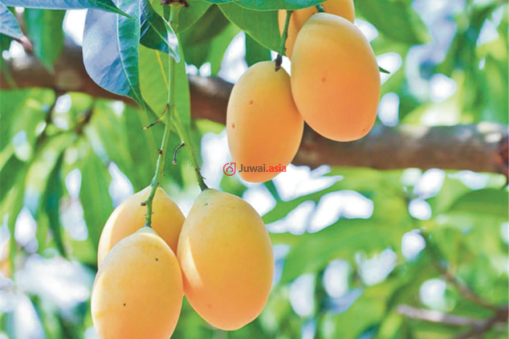 巴拿马科克莱río grande总占地10000平方米的土地